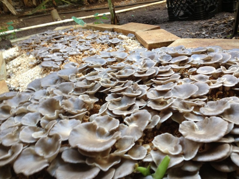 Kauai Grown member 
          Lawai Valley Mushrooms