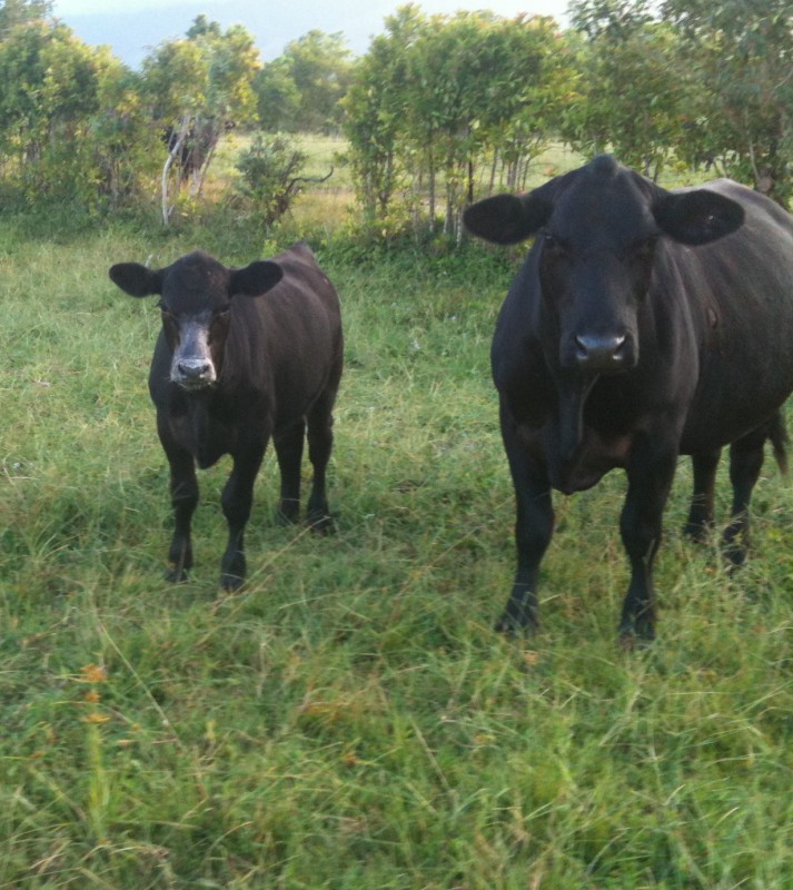 Kauai Grown member 
          Princeville Ranch