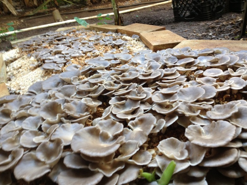 Lawai Valley Mushrooms