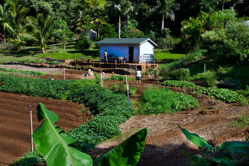 Kauai Grown member 
          Kauai Roots Co-op