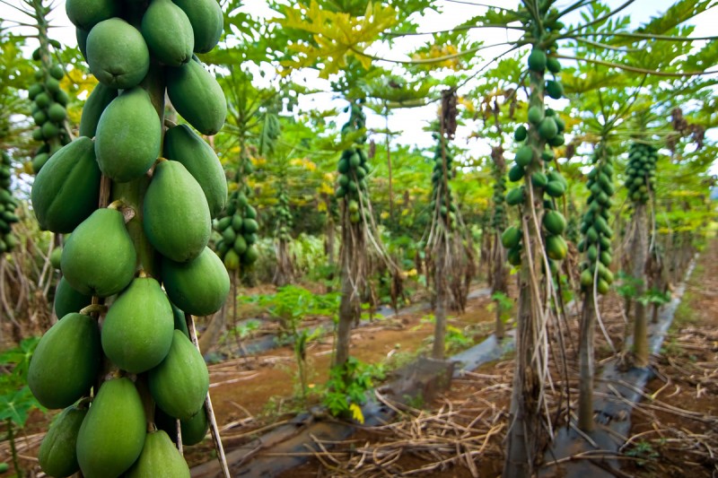 Kauai Grown member 
          Elmer's Farm