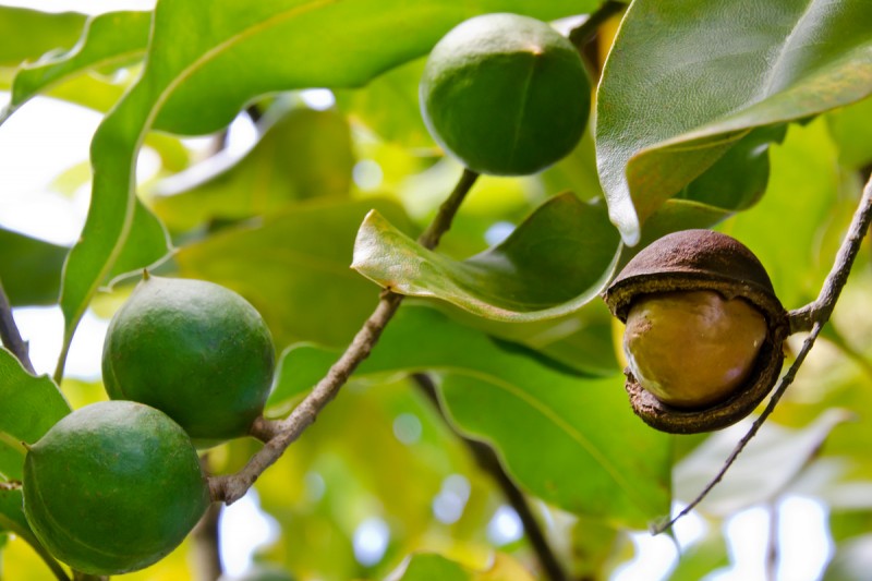 Kauai Grown member 
          Makaleha Farms