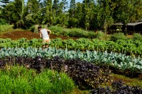 Kauai Farm Connection