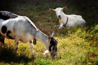 Kauai Kunana Dairy