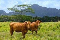 A'akukui Ranch